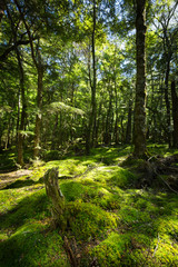 New Zealand native forest