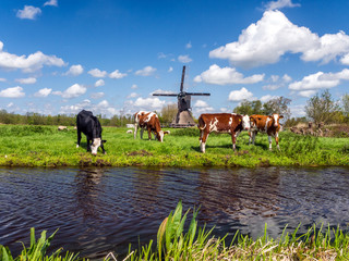 Typical Dutch landscape with cows in the meadow and a windmill near the water