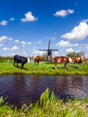 Typical Dutch landscape with cows in the meadow and a windmill near the water