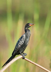 African anhinga perching on the branch, clean green background, Kenya, Africa