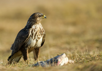 Common buzzard standing beside fish carcas, clean yellow background, Hungary, Europe