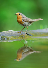 European robin standing on the rim of pond, with reflection in the water, clean green background, Hungary, Europe