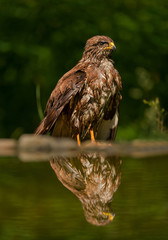 Common buzzard standing on the pond rim, with reflection in the water, Hungary, Europe