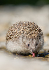 European hedgehog drinking water, with open mouth and pink tongue, front view, clean background, Slovakia, Europe