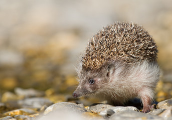 European hedgehog looking for food, clean background, Slovakia, Europe © mzphoto11