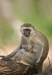 Velvet monkey sitting on the ground, feeding baby, clean background, Tanzania, Afriva