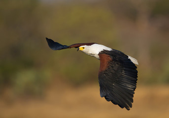 African fish eagle in flight with clean green-yellow background, Kenya, Africa