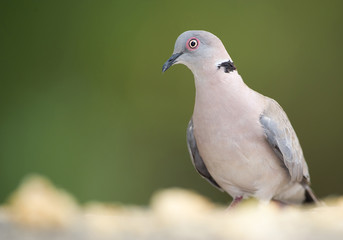 Red eye dove standing on the rock, with clean green background, Kenya, Africa