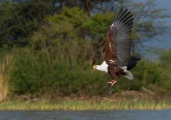 African fish eagle in flight with fish prey, Kenya, Africa