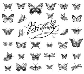 Obraz premium Butterflies graphic illustration
