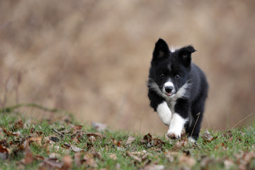 Border collie
