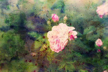 beautiful pink roses and watercolor splashes © abigail210986