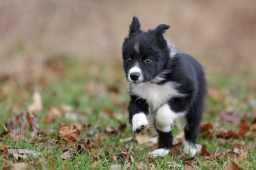 Border collie