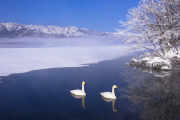 厳冬期の屈斜路湖と白鳥