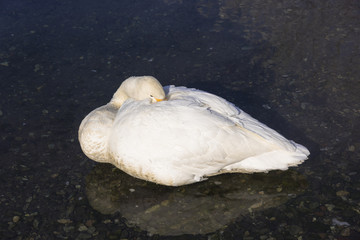 厳冬期の屈斜路湖と白鳥