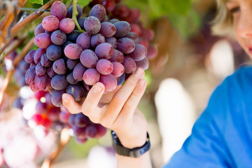 Red grapes in the vineyard