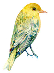 птичка,иволга,иллюстрация акварелью 