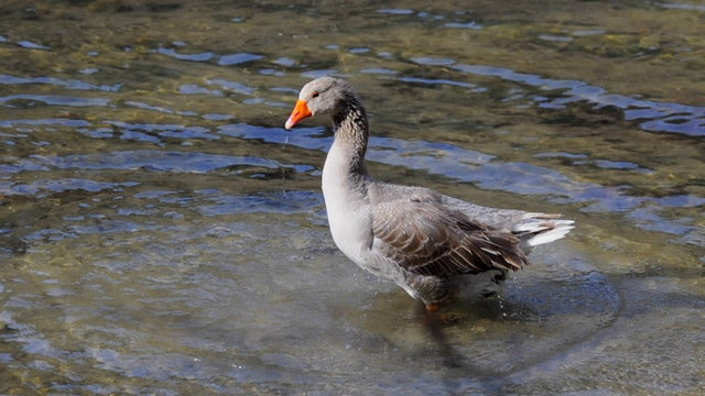 Domestic Goose bathing in a pond