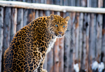 Leo
