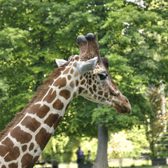 Detail of the head of a giraffe with trees in the background