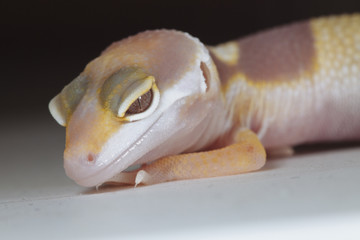 Close-up of yellow and white gecko
