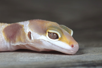 Close-up of yellow and white gecko