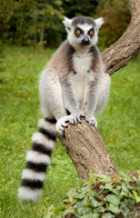 Ring-Tailed Lemur in the Prague Zoo, Czech Republic