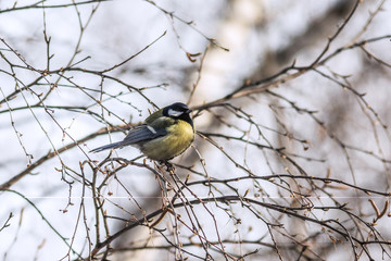 Great Tit