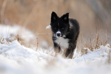 Border collie