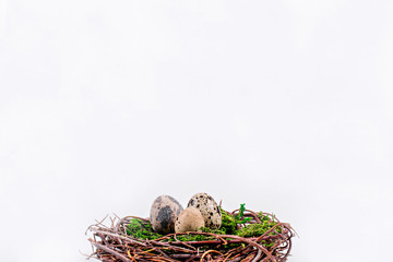 Quail eggs in a nest of twigs with green moss