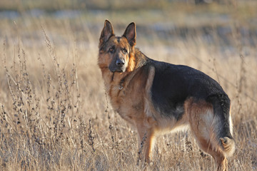 german shepherd - 104379967