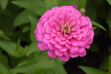 Pink Zinnia blooming