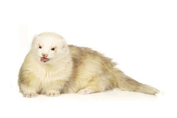 Dew color ferret male on white background 
