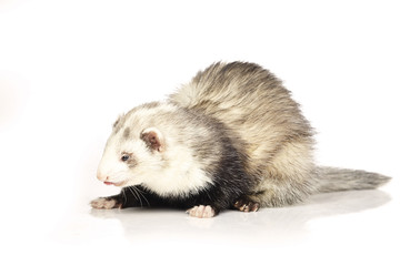 Ferret beauty on white background 