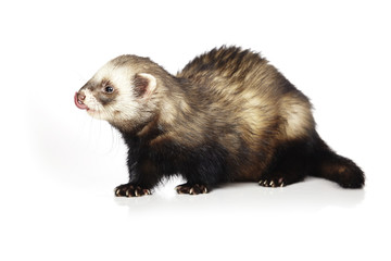 Nice natural color ferret male on white background in studio