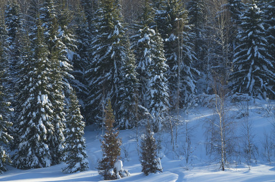 Fototapeta Beautiful landscape of winter in the wood  