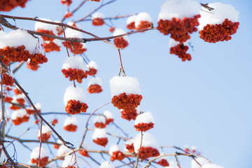 Red rowan in the snow 