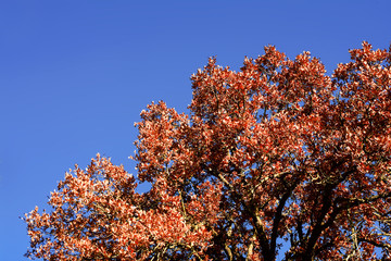 Oak in autumn