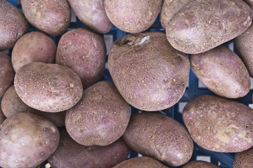 Ortaggi e frutta al mercato
