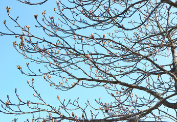 Budding tree. Bare tree with blossom buds in spring. Nature background.