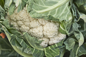 Ortaggi e frutta al mercato
