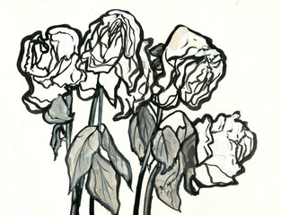 White roses, bouquet, flowers. Sketch with black ink