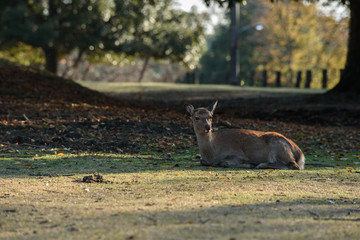 奈良公園の鹿