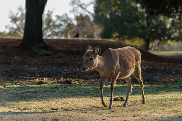 奈良公園の鹿