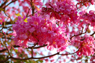 textures Pink Flowers