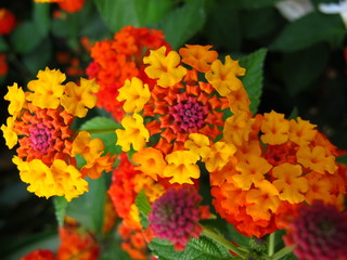 Close up West Indian lantana flowers