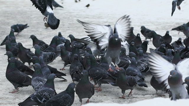 A lot of pigeons taking off from the sidewalk