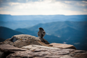 A bird looks out at the landscape