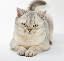 Gray British Shorthair. Portrait of British Shorthair cat lying on a white background.