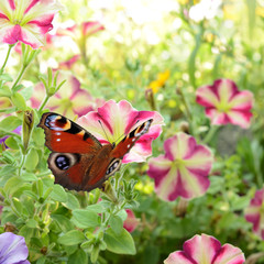 Schmetterling 186